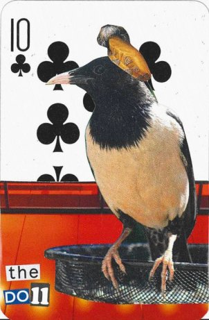 10♣️ is a bird wearing at hat